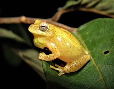 Lesser Treefrog