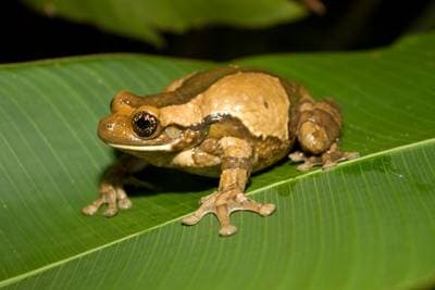 Veined Tree Frog