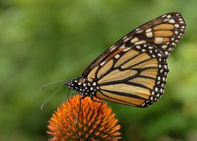 Monarch Butterfly