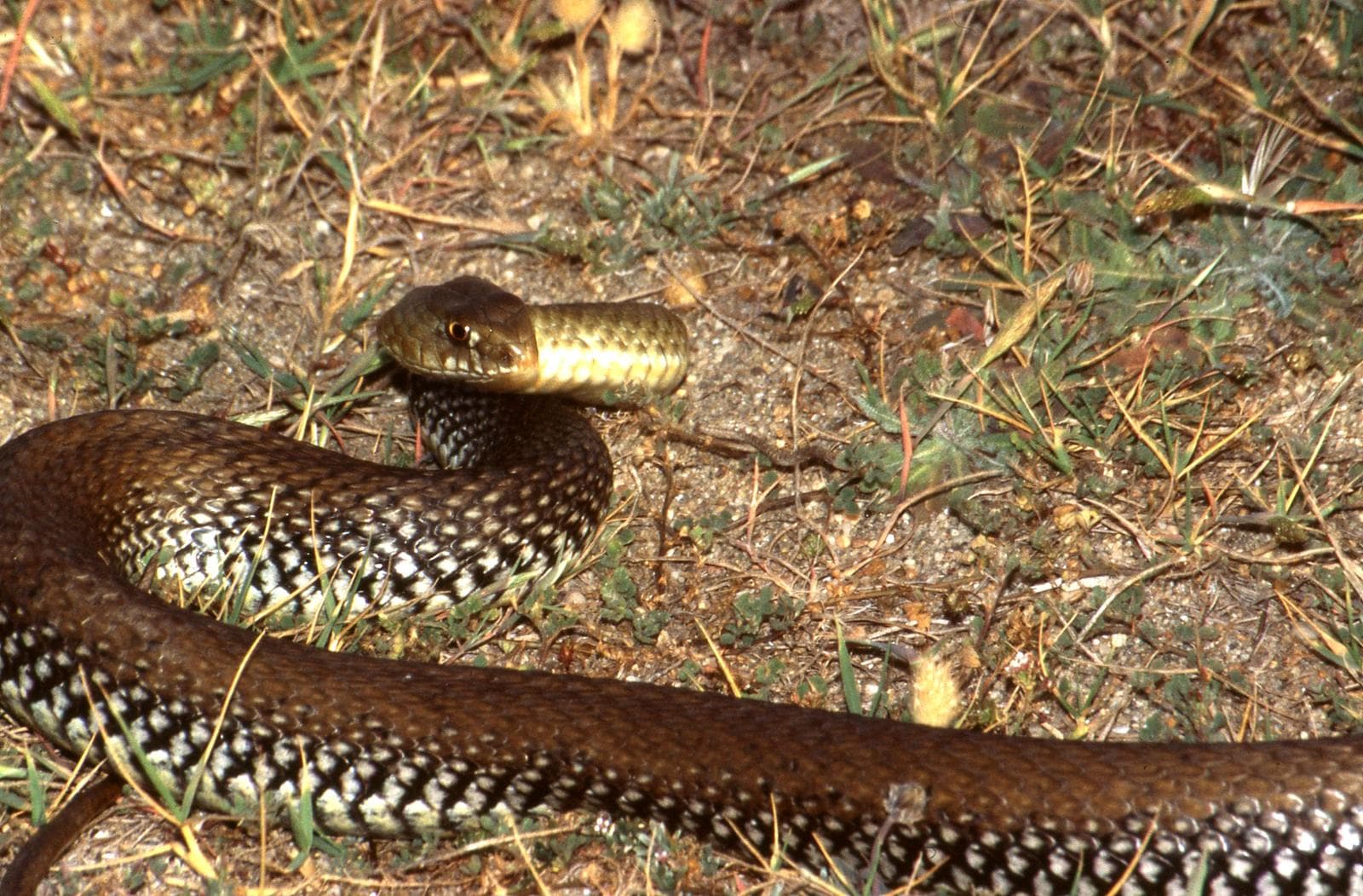 Montpellier Snake — 3/3
