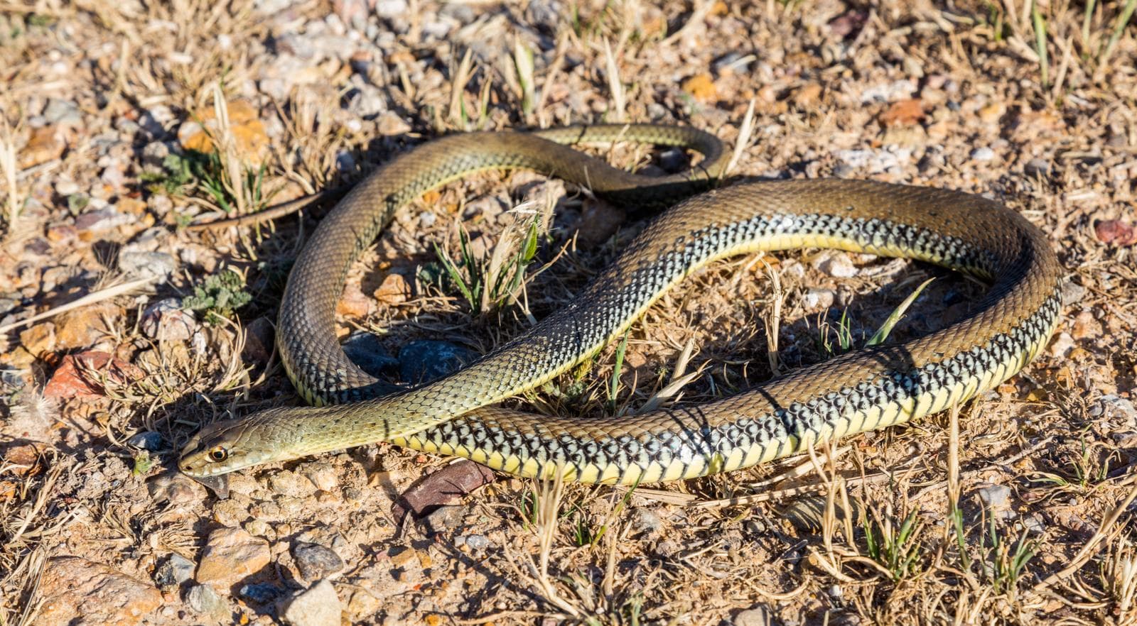 Montpellier Snake — 2/3