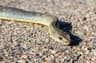 Montpellier Snake