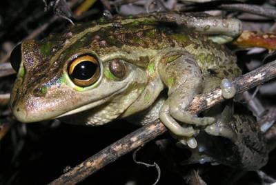 Green-eyed Tree Frog