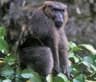 Moor Macaque