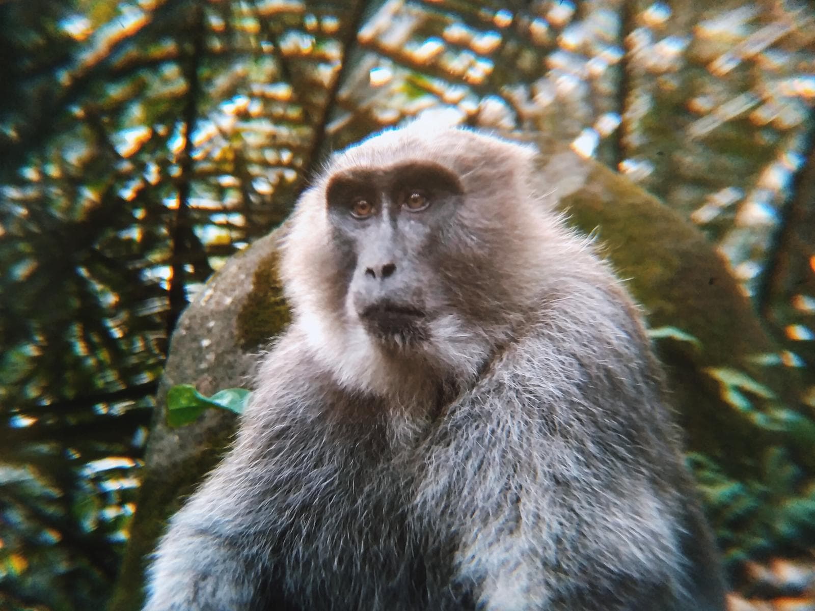 Moor Macaque — 2/3
