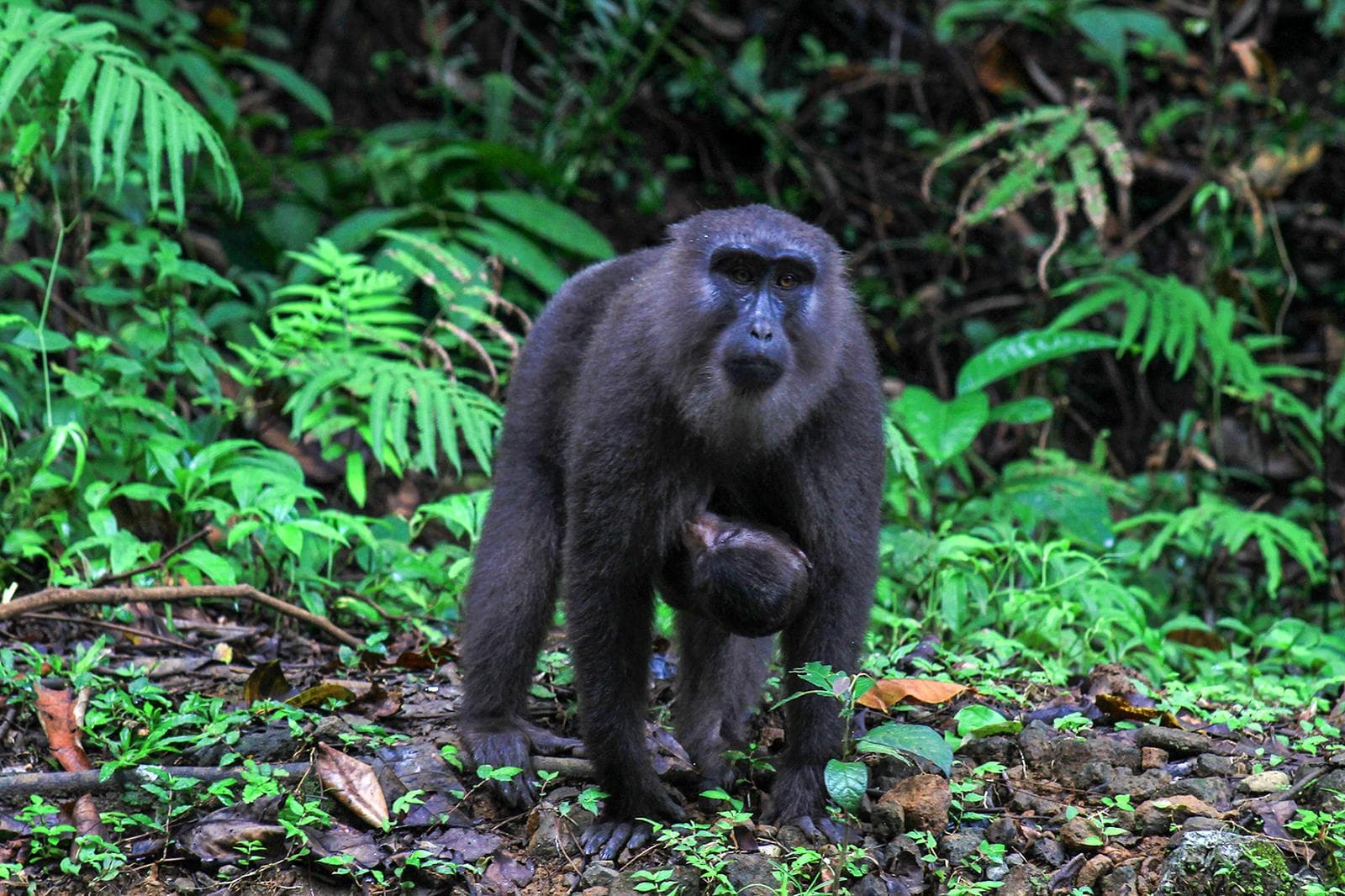 Moor Macaque — 3/3