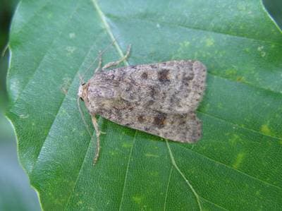 Mottled Rustic