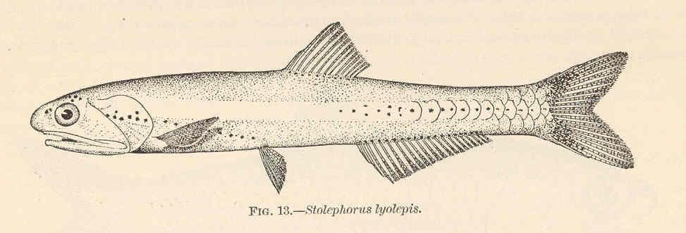 dusky anchovy — 2/3