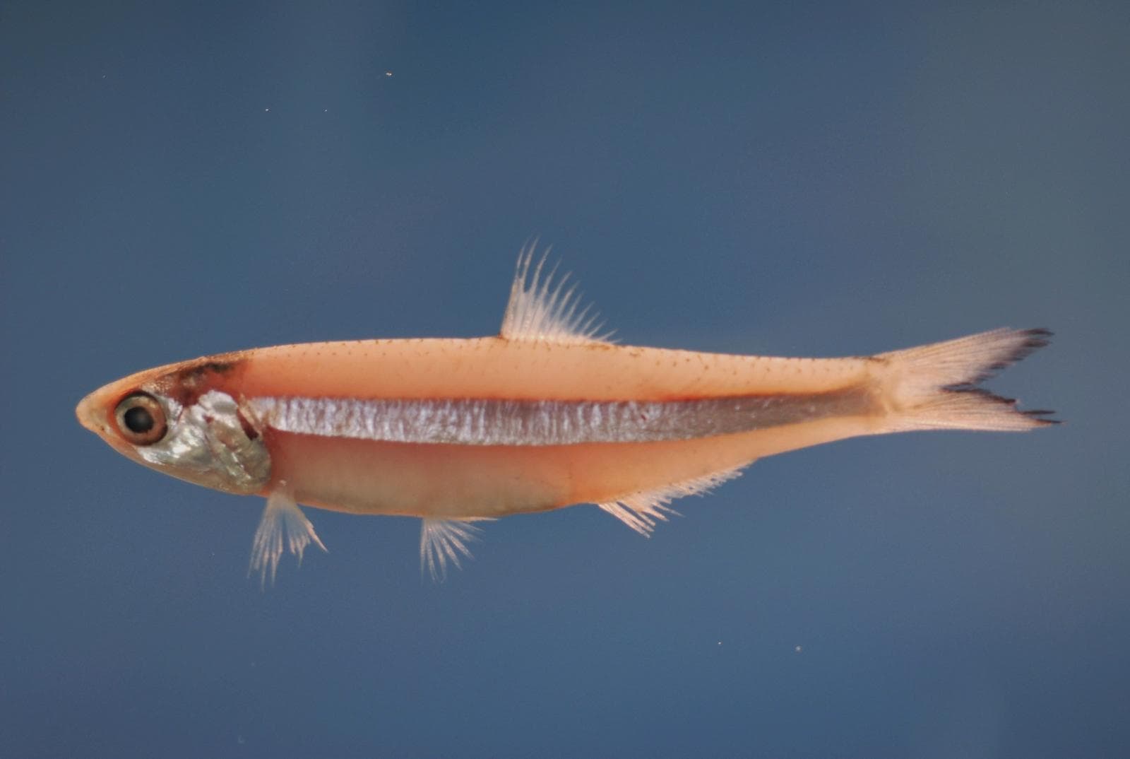 dusky anchovy — 1/3
