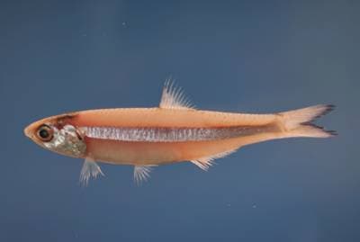dusky anchovy