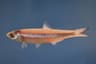 dusky anchovy