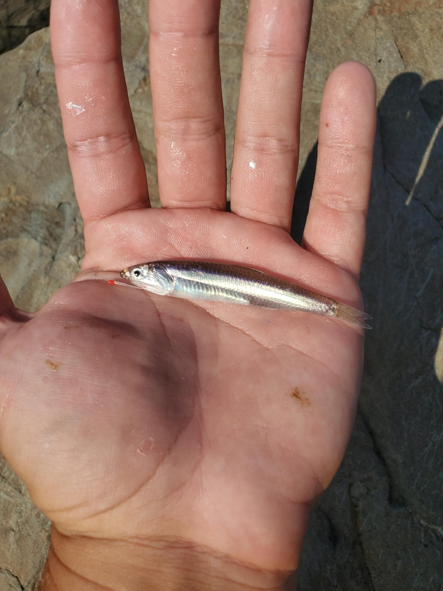 dusky anchovy — 3/3