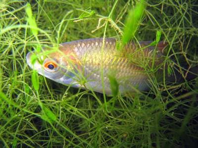Common Roach