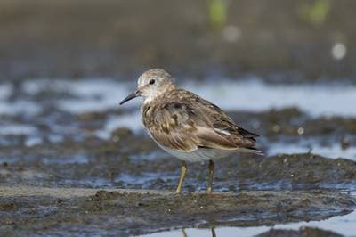Temminck's Stint