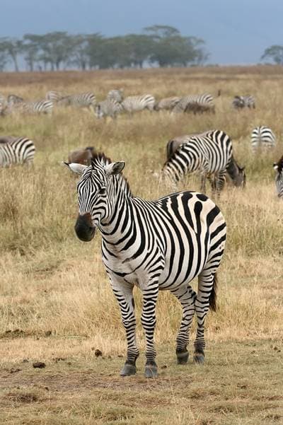 Mountain Zebra