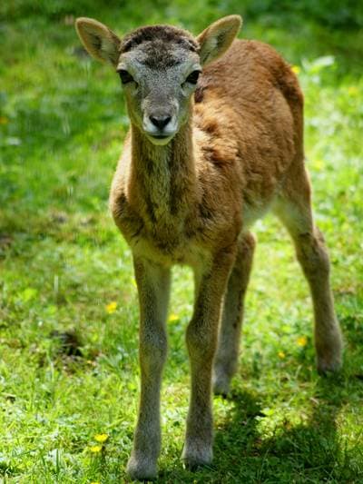 mouflon