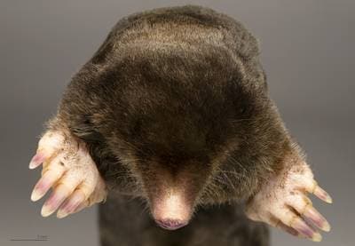 Common Mole