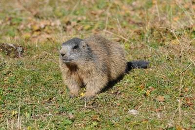 Alpine Marmot