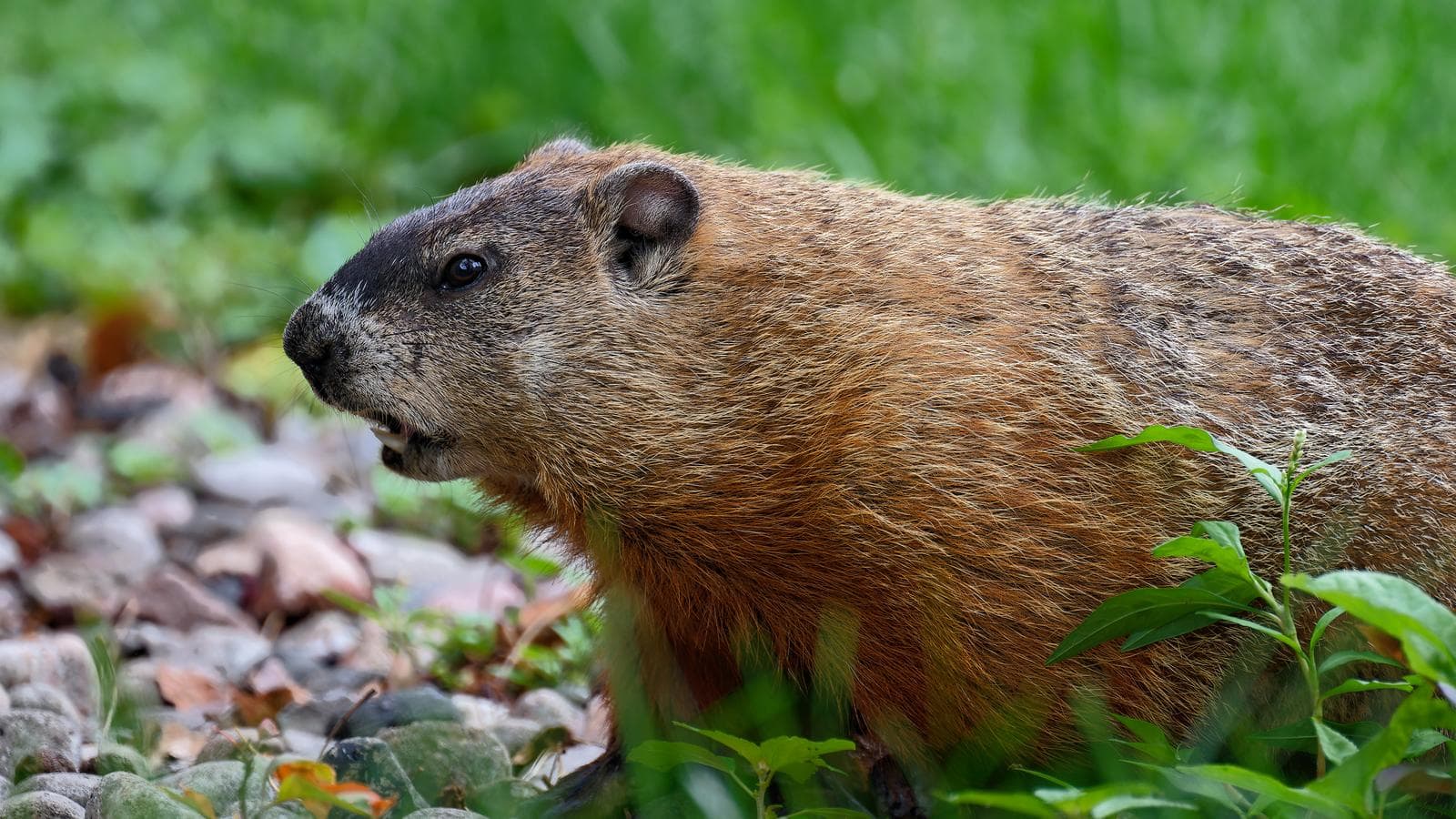 Groundhog — 3/3