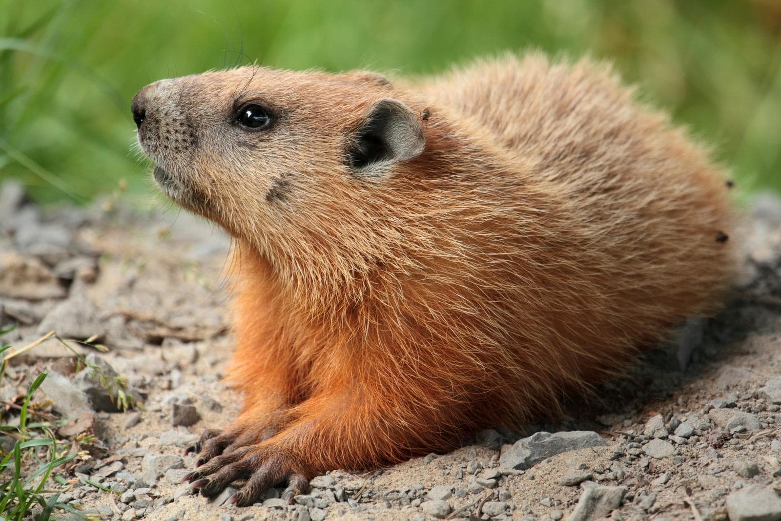 Groundhog — 1/3