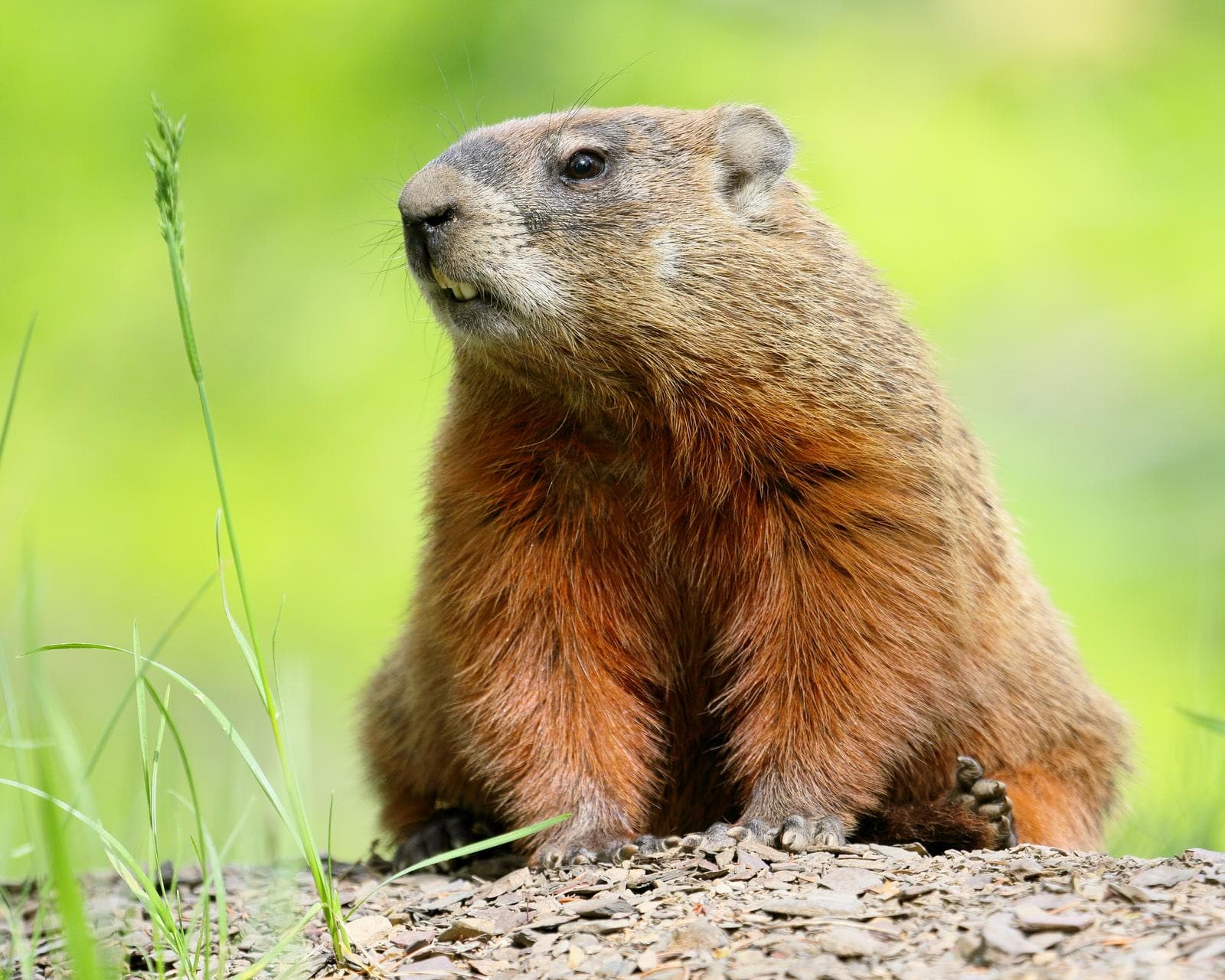 Groundhog — 2/3