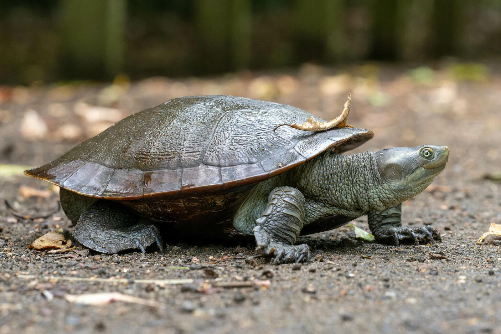 Murray River Turtle — 3/3