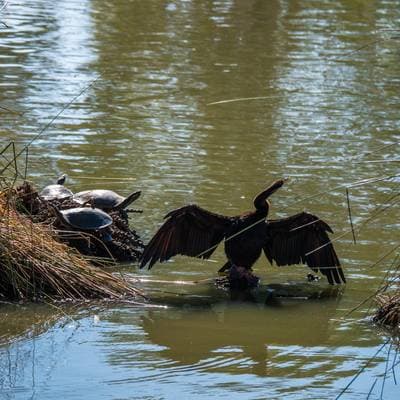 Murray River Turtle