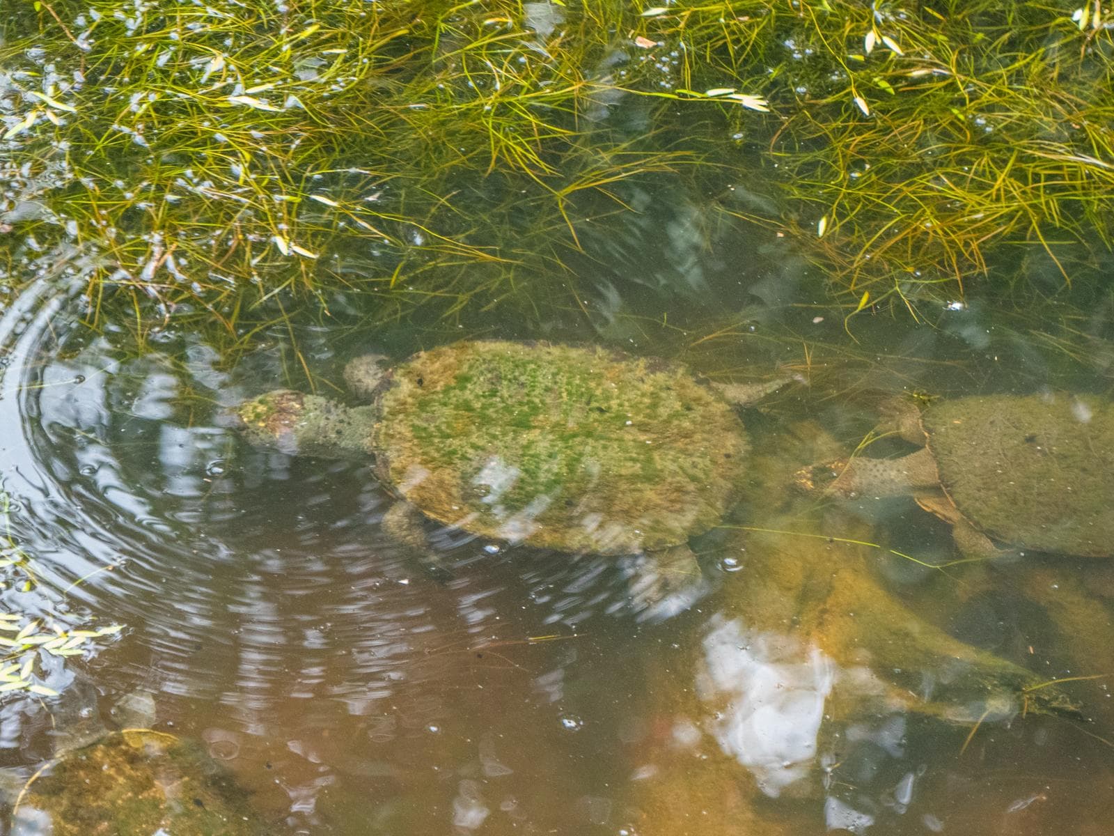 Murray River Turtle — 2/3