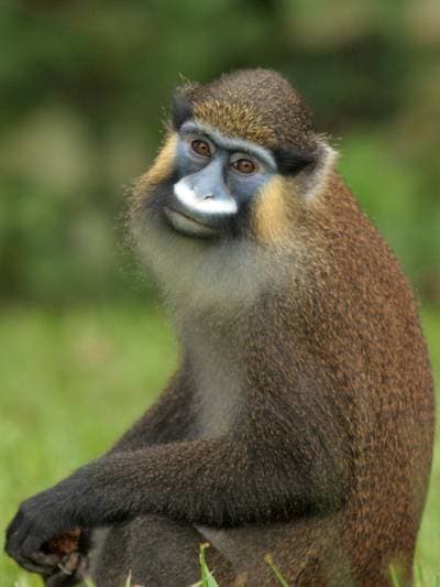 Mustached Monkey
