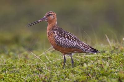 Bar-tailed Godwit