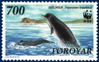Northern Bottlenose Whale