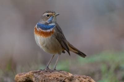 Thrush Nightingale