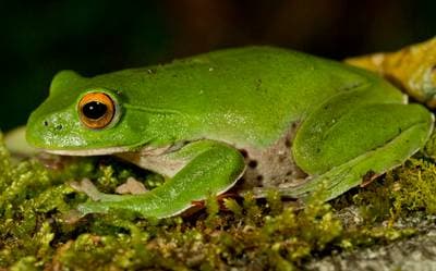 Nantou Flying Frog