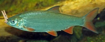 Common nase