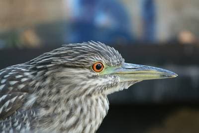 Black-crowned Night Heron