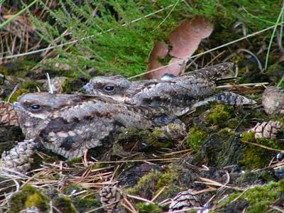 Eurasian Nightjar