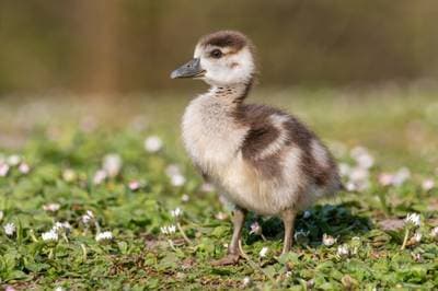 Egyptian Goose