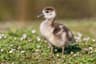 Egyptian Goose