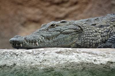 Nile Crocodile