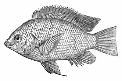 Nile tilapia