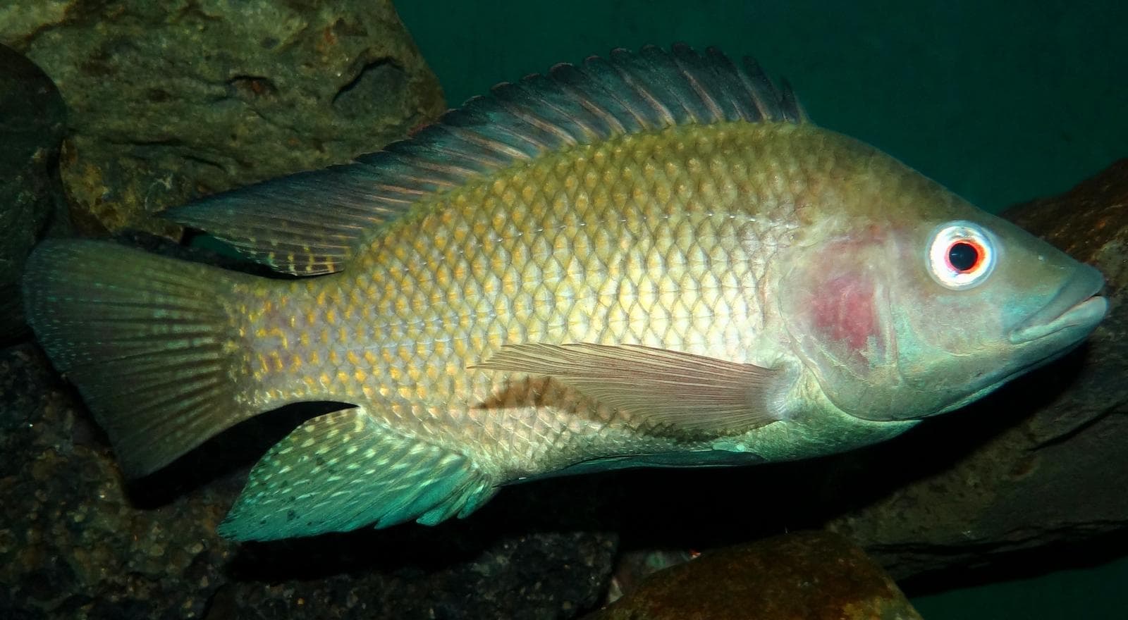 Nile tilapia — 2/3