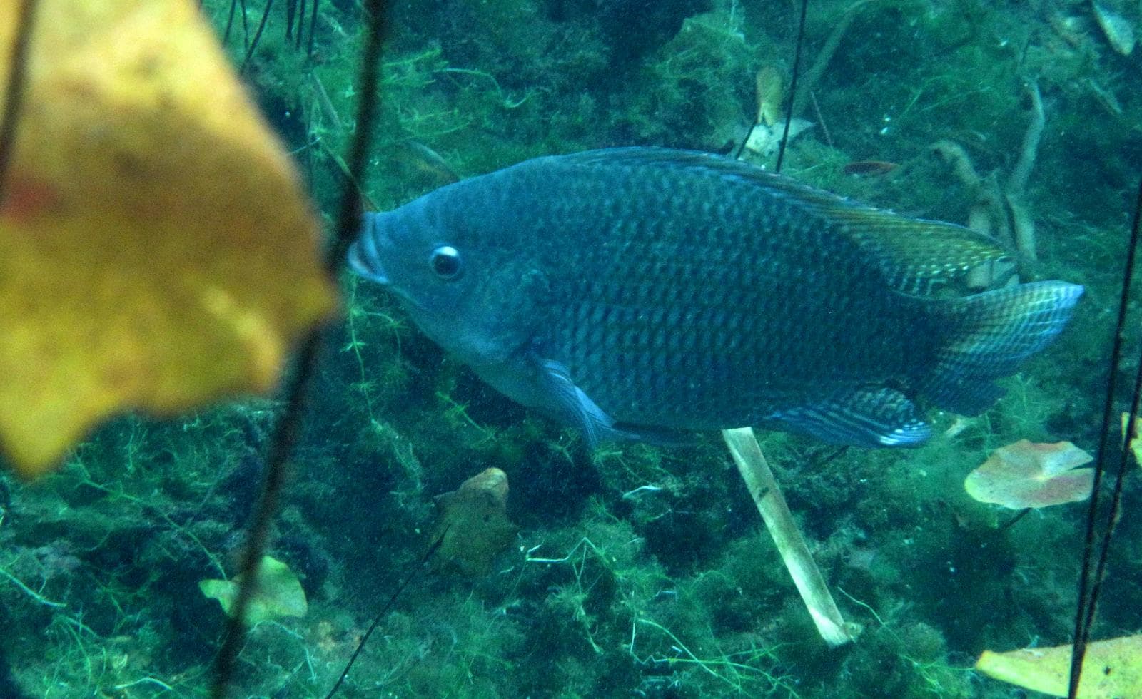 Nile tilapia — 3/3