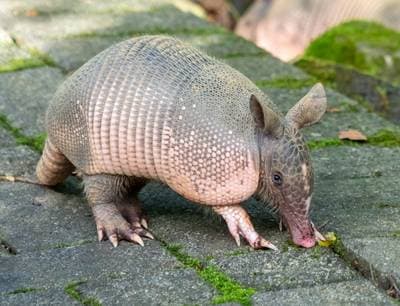 Nine-banded Armadillo