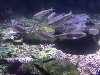 Korean Minnow