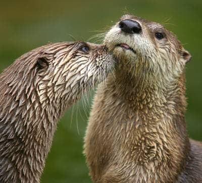 North American River Otter