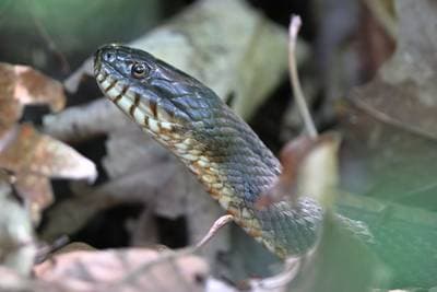 Common Watersnake