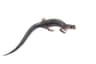 Northern Gray-cheeked Salamander