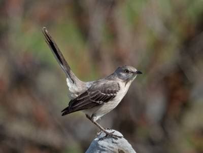 Northern Mockingbird