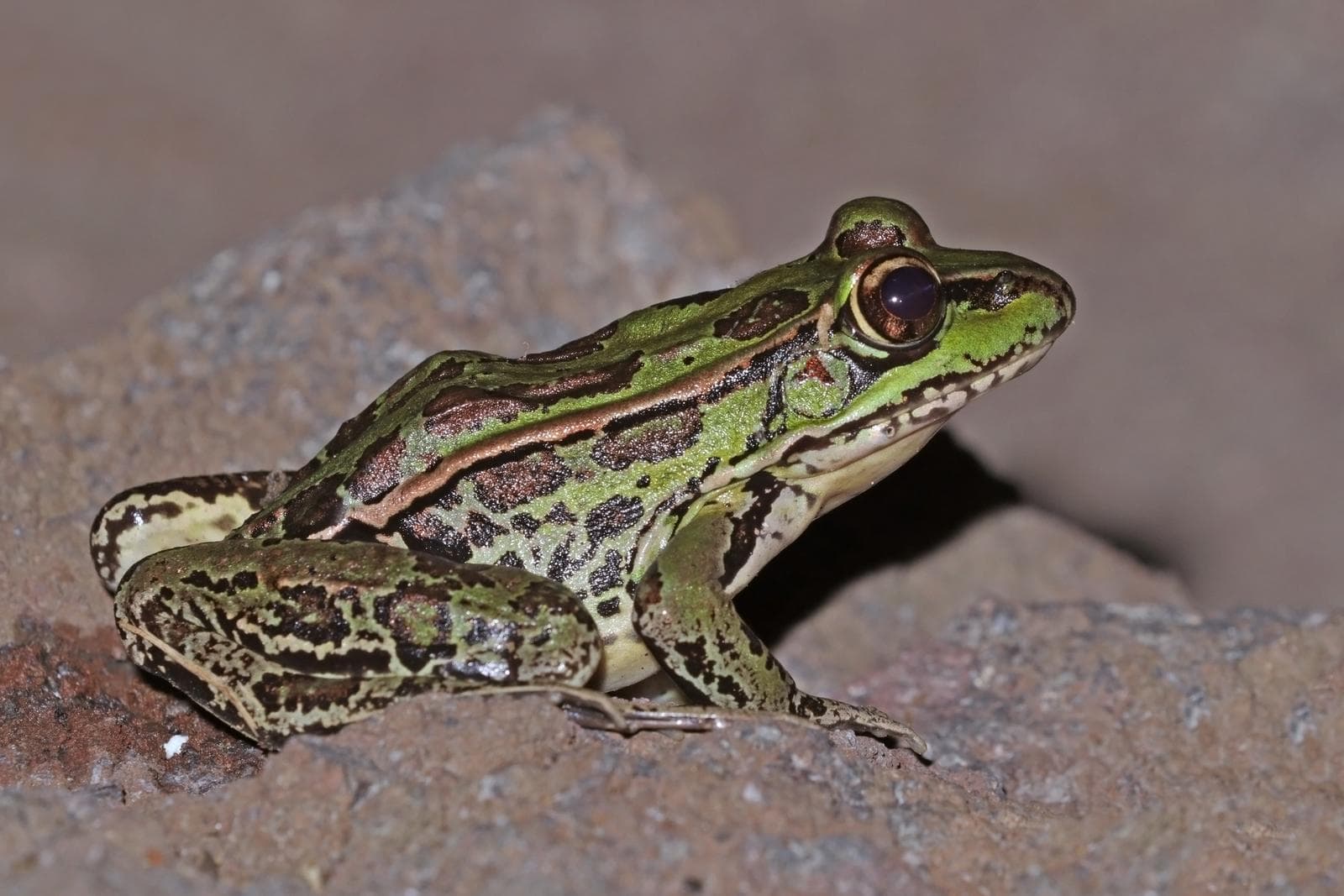 Northern Leopard Frog — 3/3
