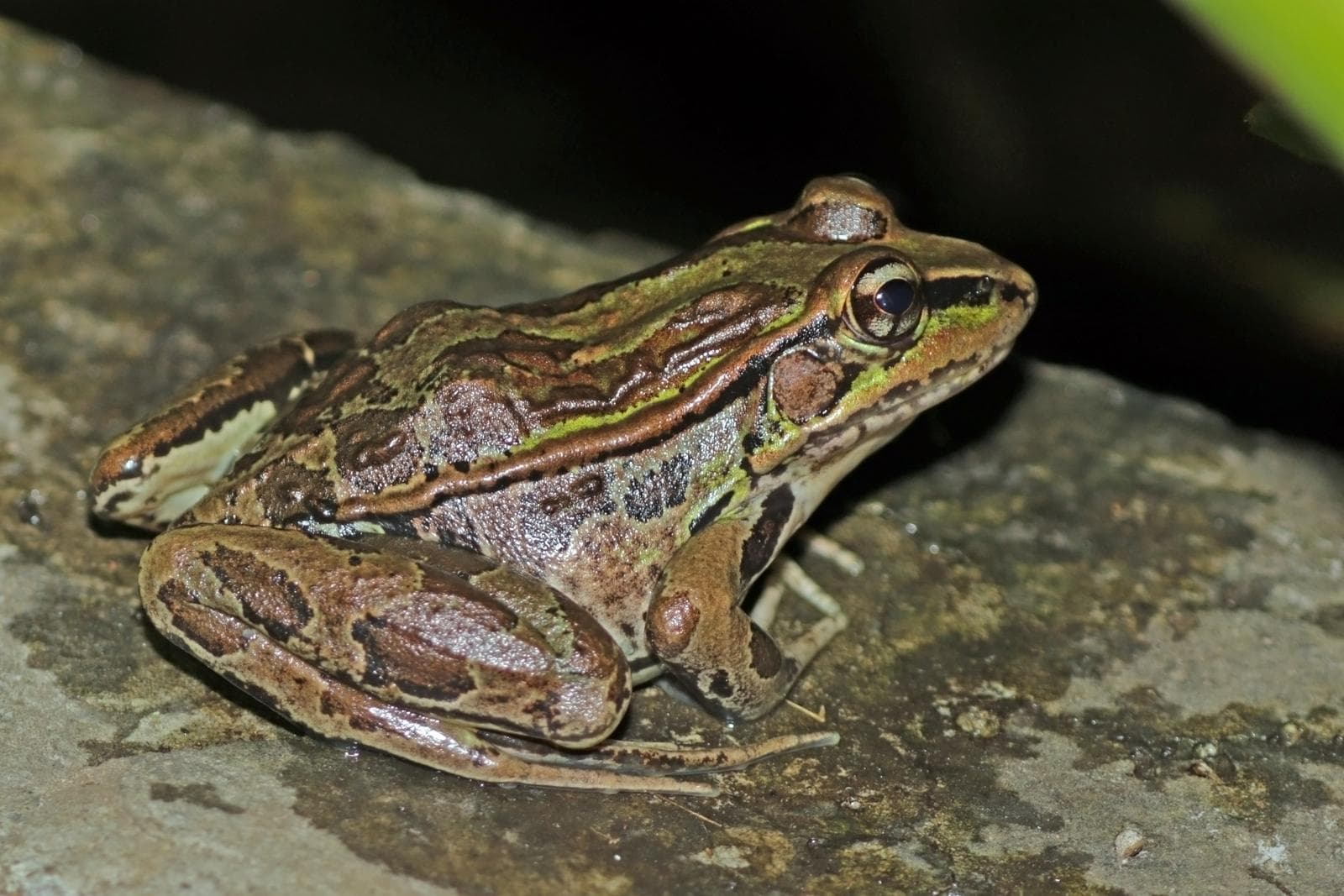 Northern Leopard Frog — 2/3